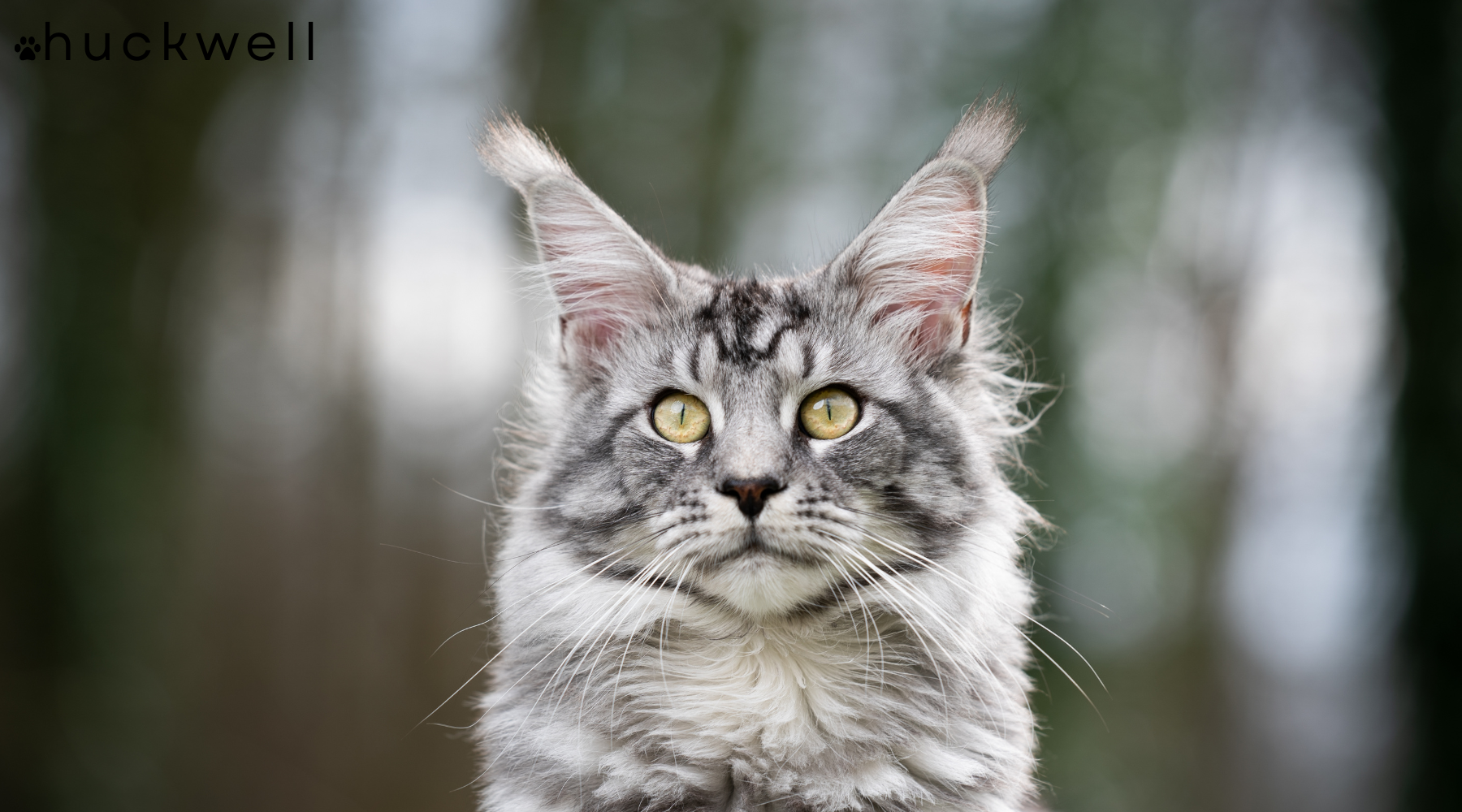 Best Litter Box for Maine Coons in 2025