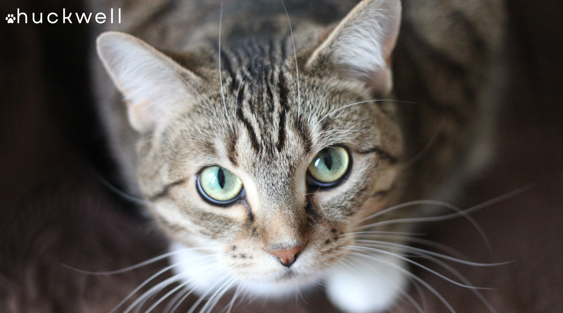 How Big Should a Litter Box Be? What the Veterinary Guidelines Actually Say