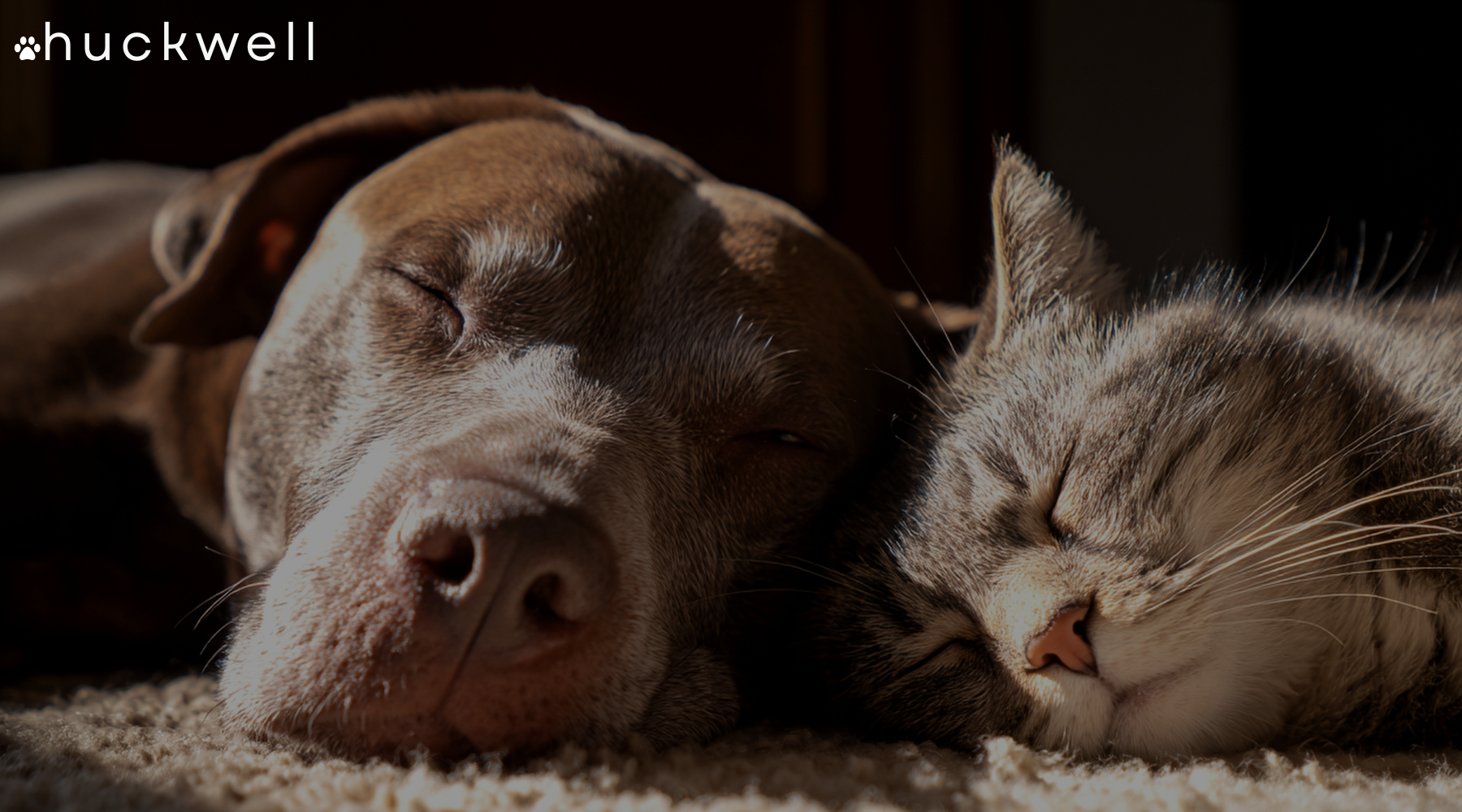 Best Litter Box for Homes with Dogs and Cats