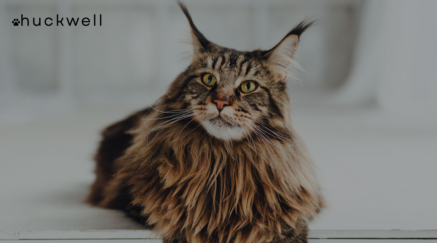 Big Cats, Bigger Hearts: What It’s Really Like Living With a Large Cat Breed