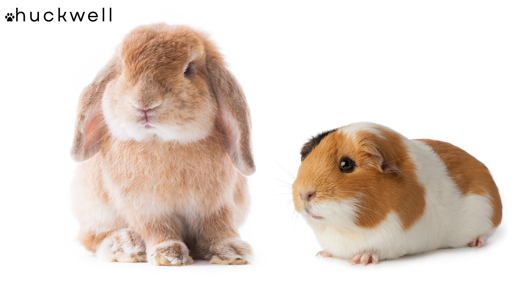 Why Guinea Pigs and Rabbits Need Cleaner Living Surfaces