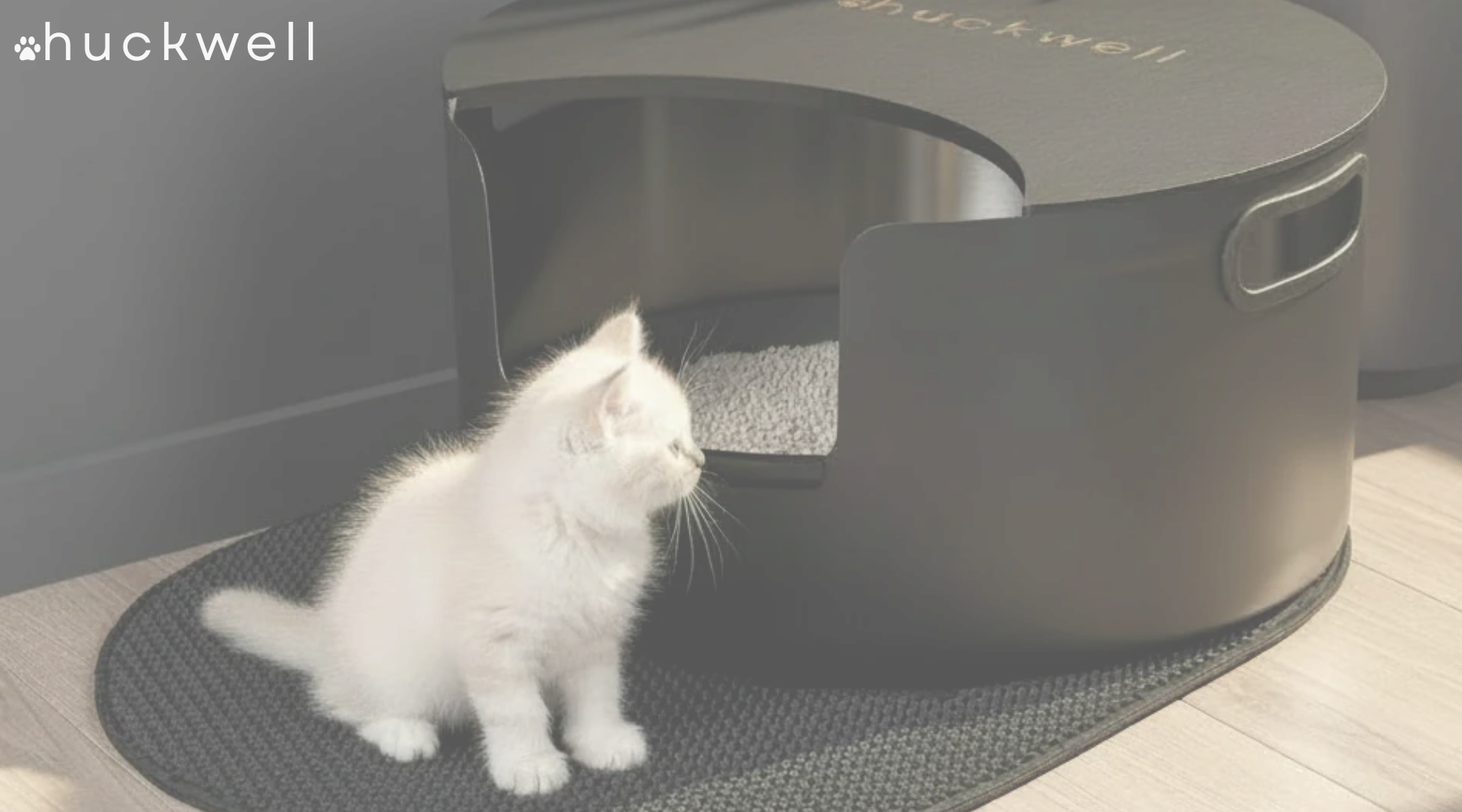 Why Kittens Need a Cleaner, Safer Litter Box From Day One