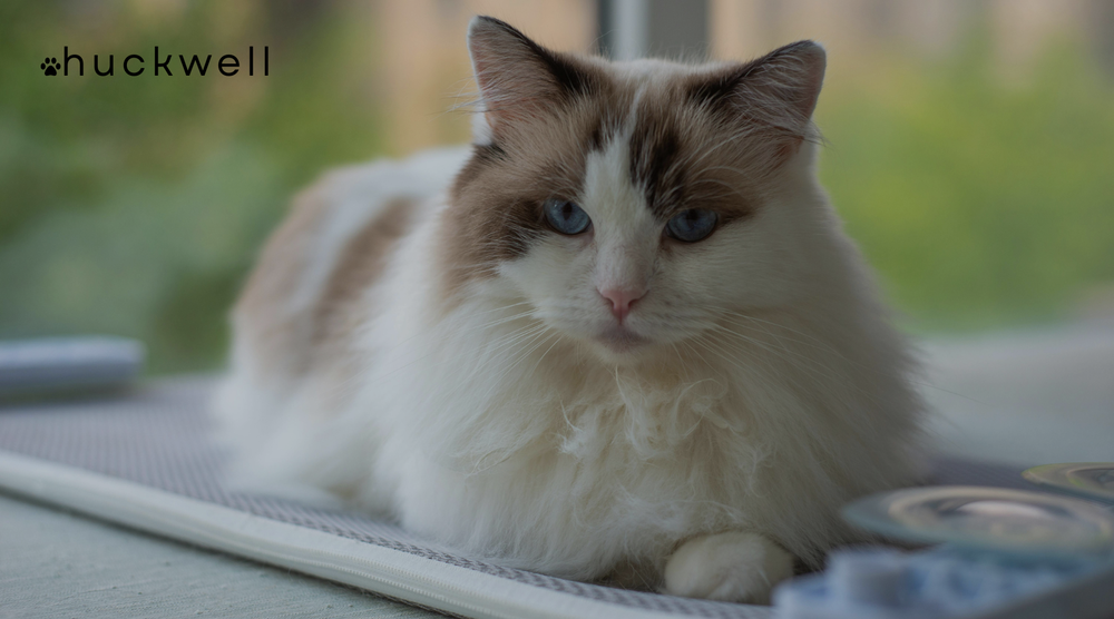 Best Litter Box for Ragdoll Cats in 2025 | Huckwell