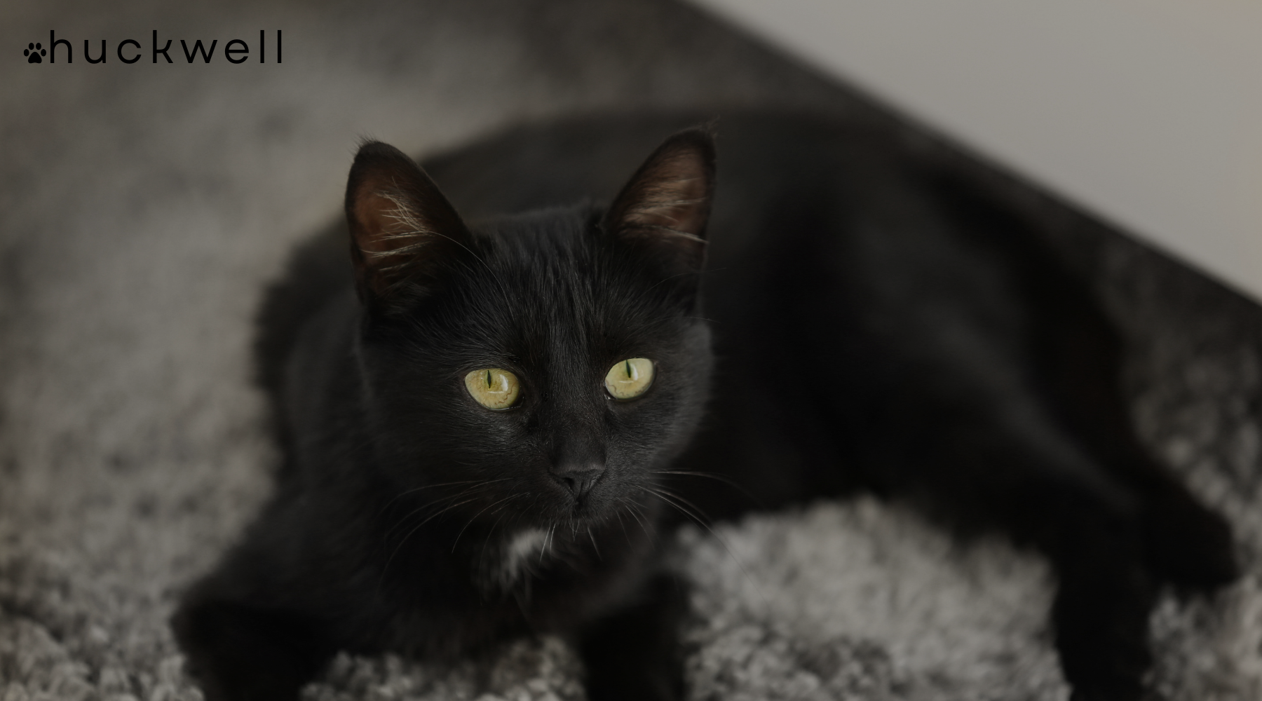 How to Get Rid of Cat Litter Box Odor for Good