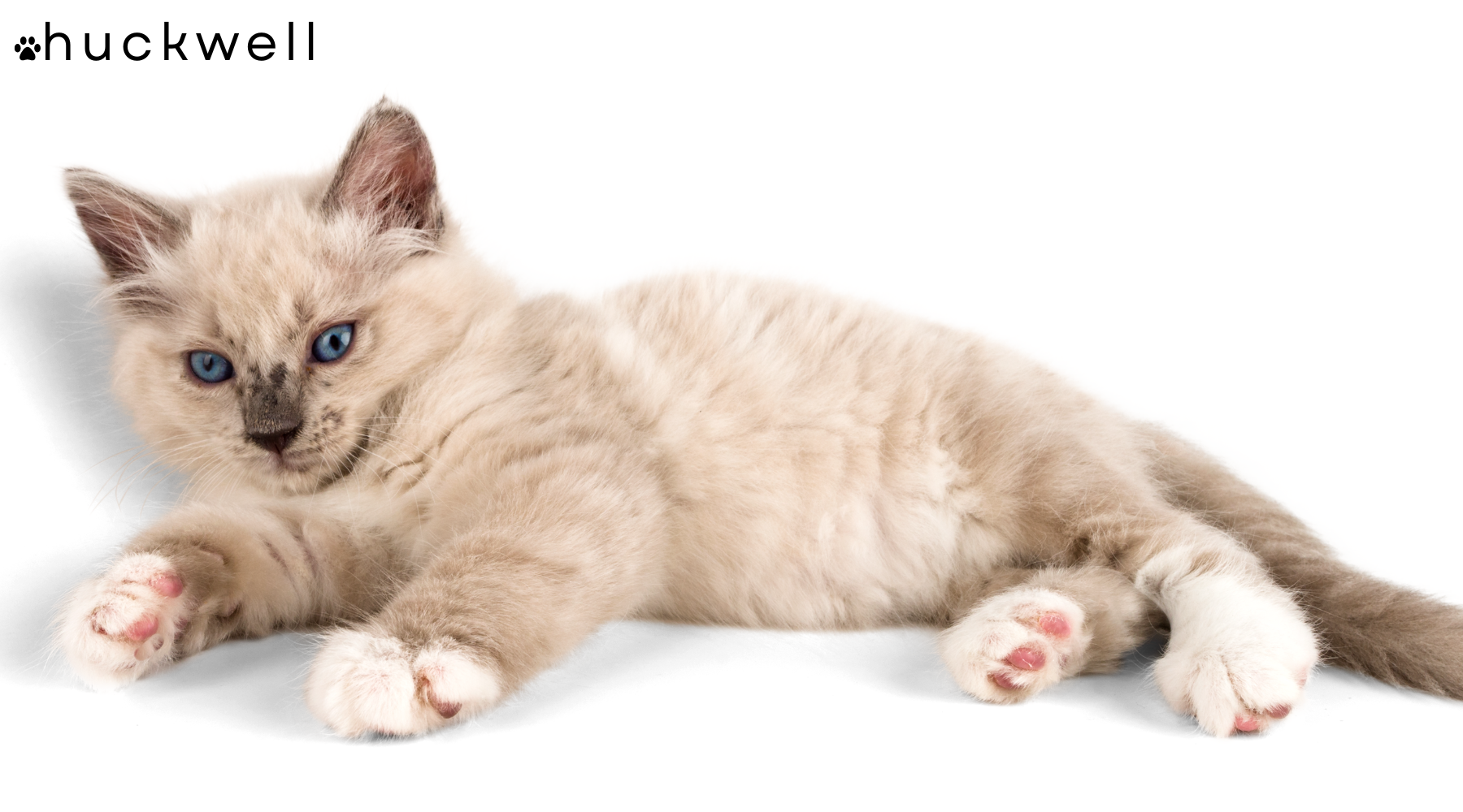 Why Cats Stop Using the Litter Box and How to Fix It Fast