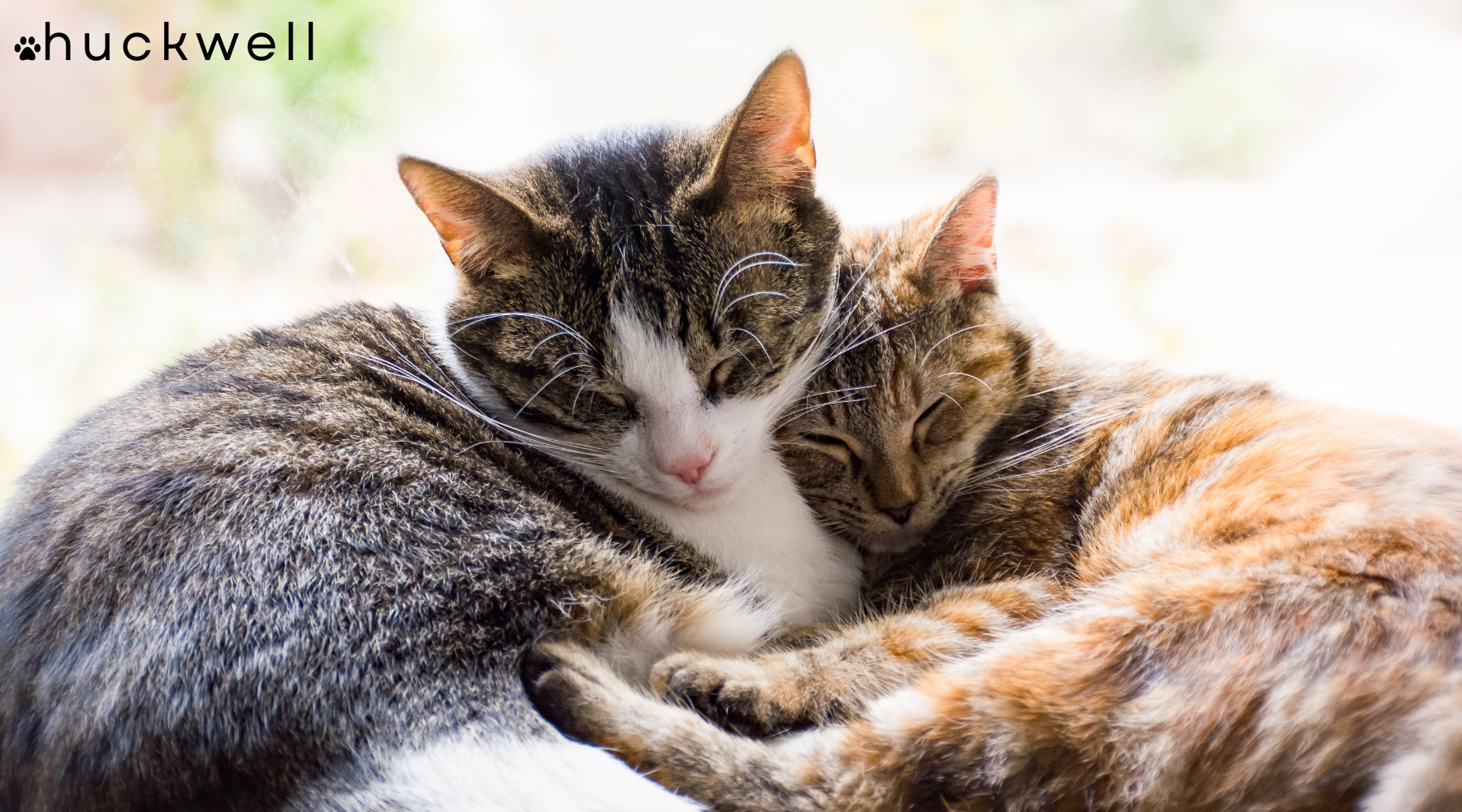 Multi Cat Homes: How to Prevent Odor and Keep Every Cat Happy